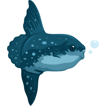 Mola Mola-Learn Sea Animals Names