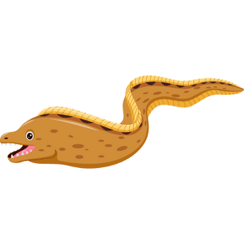 Moray Eel