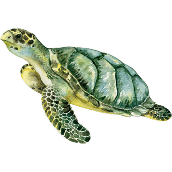 Olive Ridley Sea Turtle