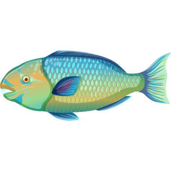 Parrotfish