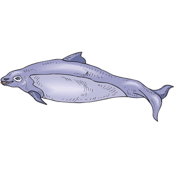 Porpoise