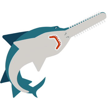 Sawfish