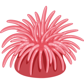 Sea Anemone