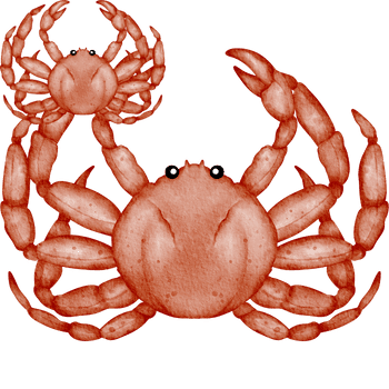 Spider Crab-Learn Sea Animals Names