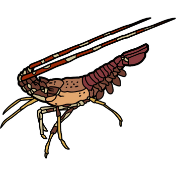 Spiny Lobster