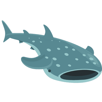 Whale Shark