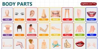 Parts of the Body for Kids