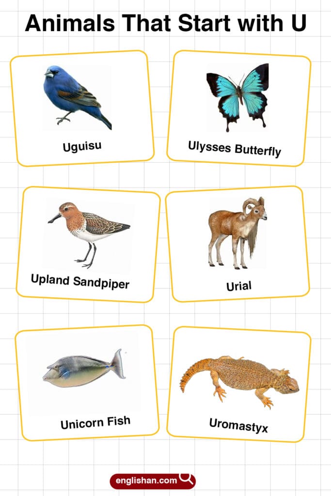 20+ Animals that Start with U in English with Pictures