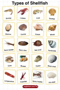 Shellfish Types Types of Shellfish in English with their Pictures