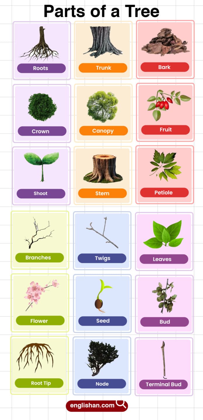 Parts of a Tree Names in English with their Pictures