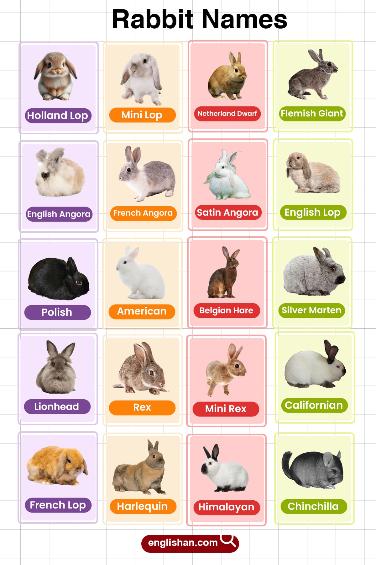 Giant Rabbit Breeds List