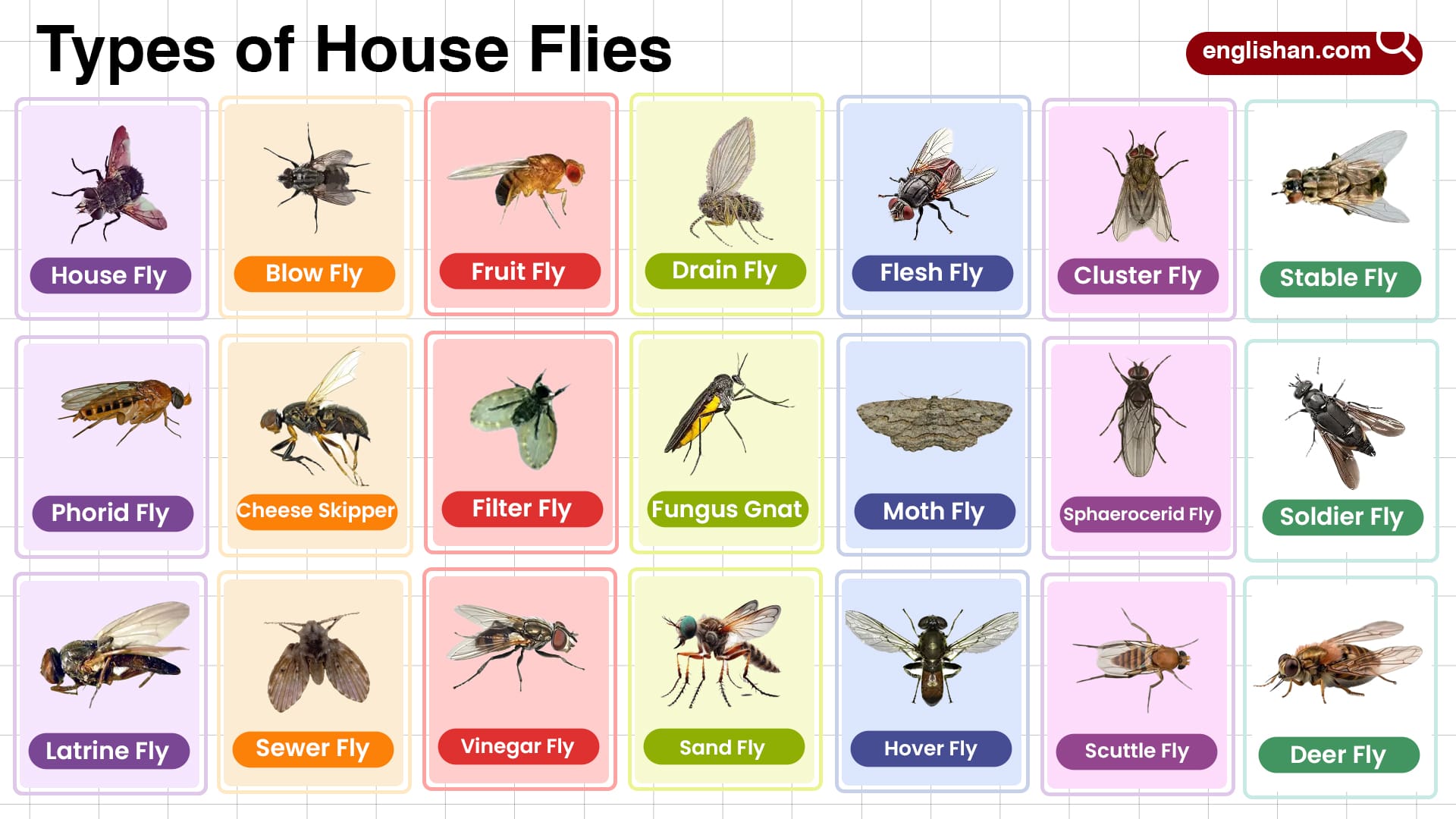 Types Of House Flies In English With Their Pictures