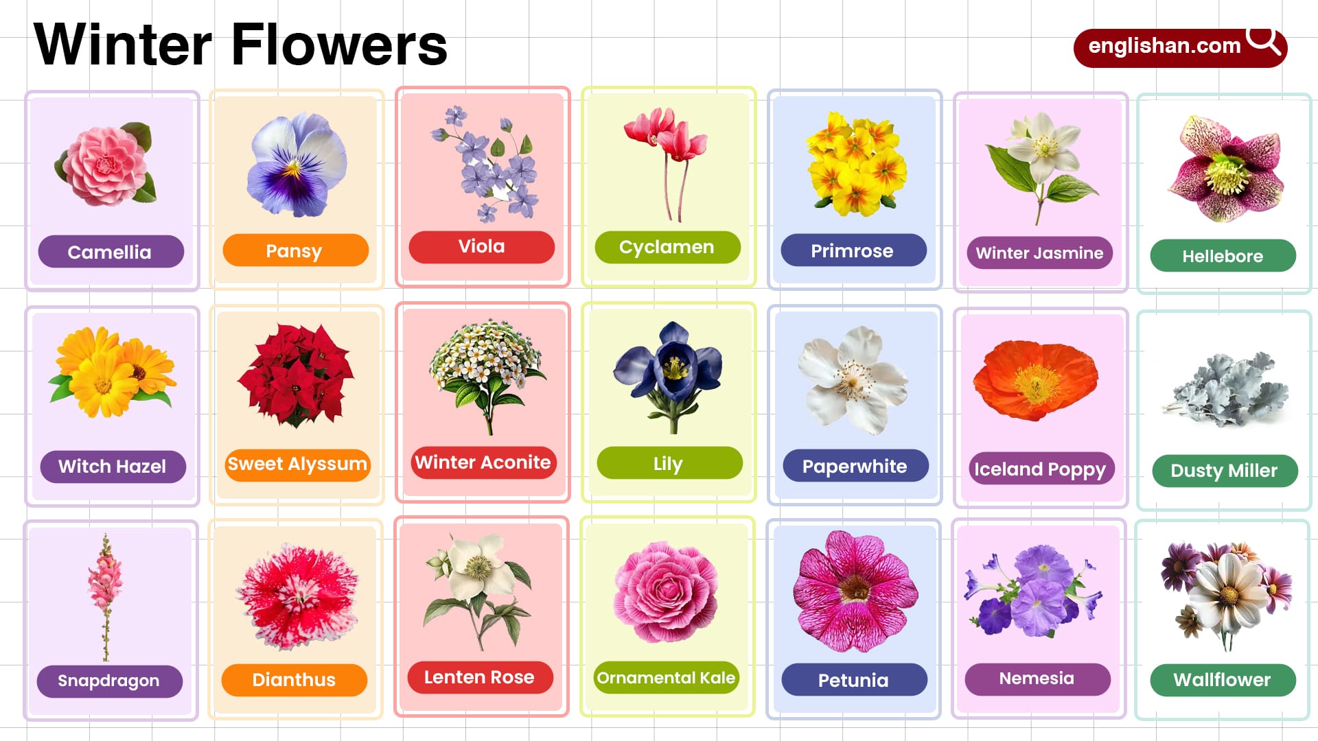 Winter Flowers Name in English with their Pictures, image size:1920x1080