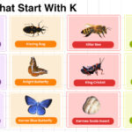 Insects That Start With K comprehensive words list
