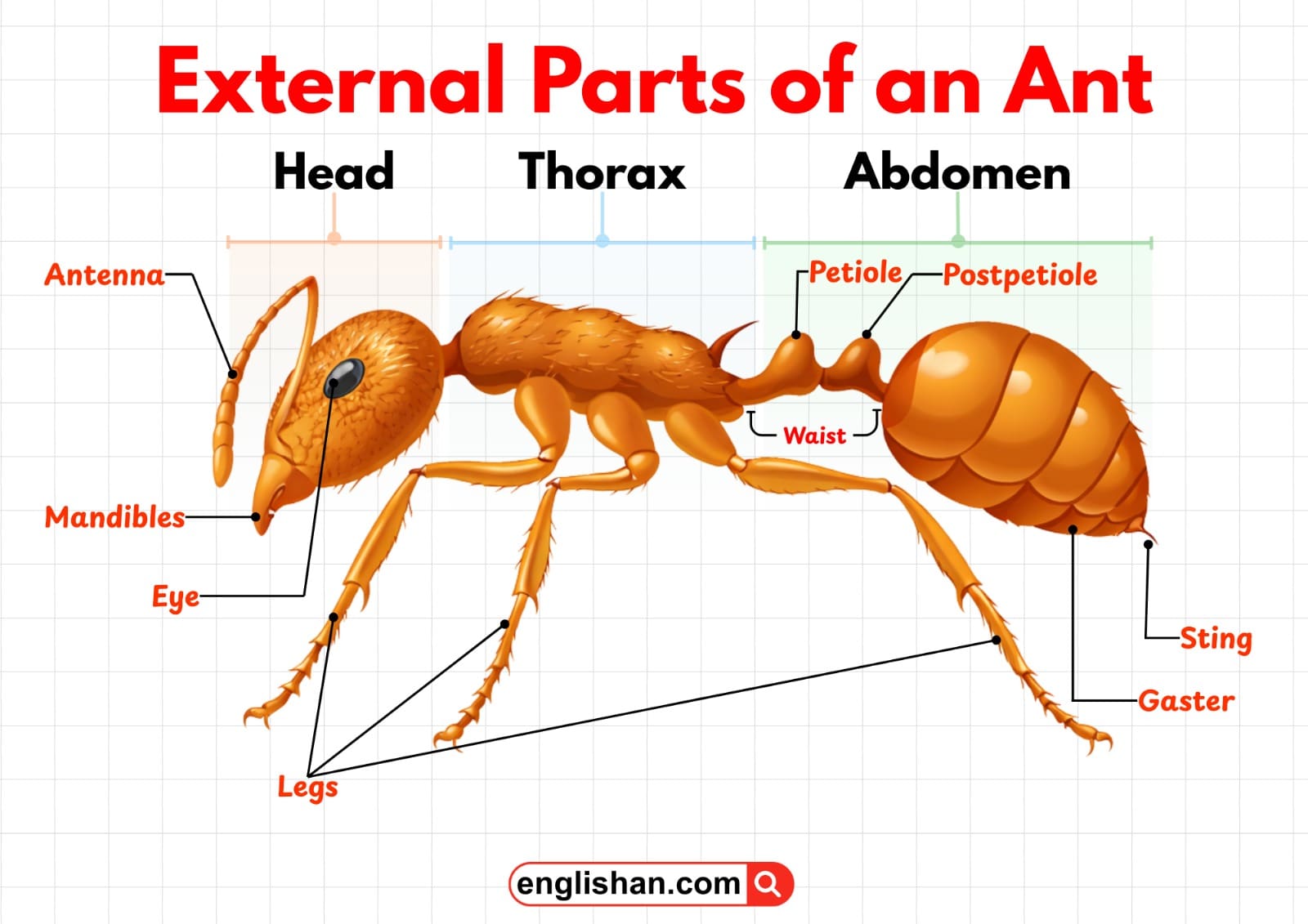 Anatomy of an Ant Complete Parts, Functions, and Diagram