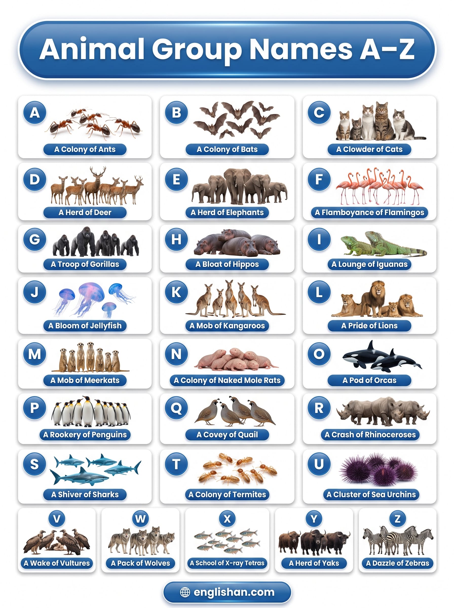 Animal Group Names A–Z featuring collective nouns for lions, wolves, elephants, crows, owls, and flamingos.