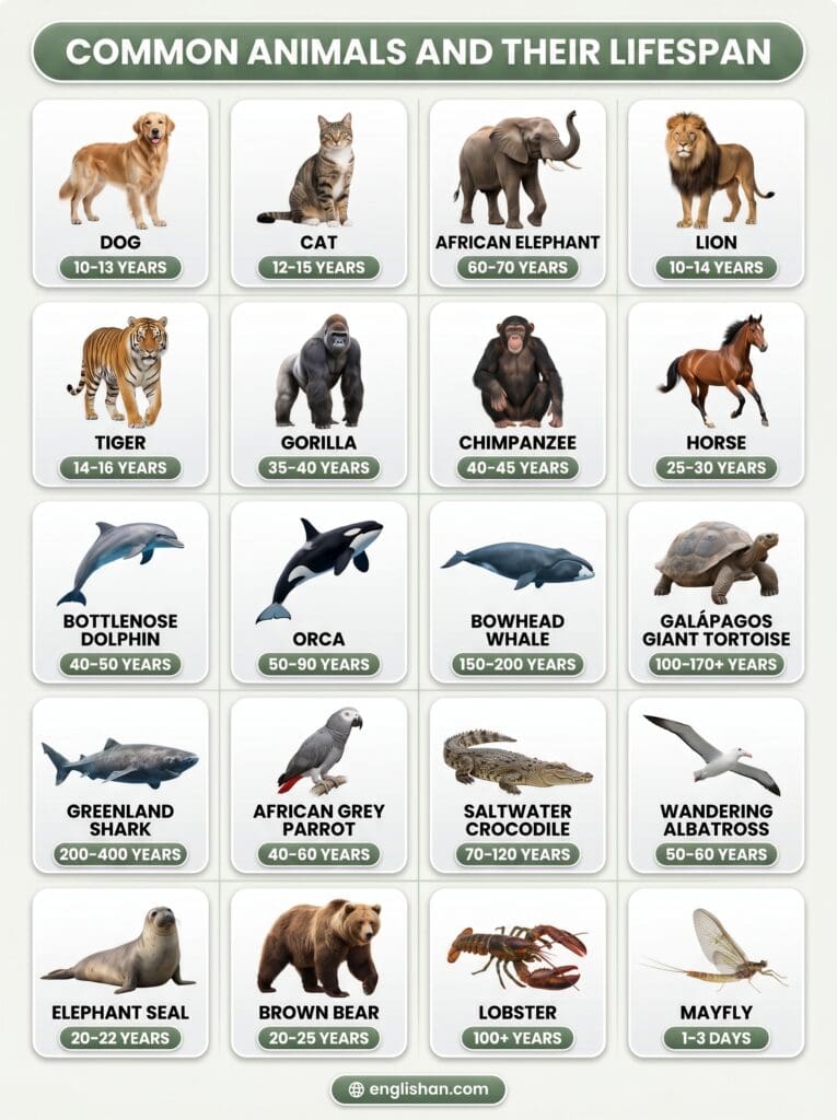 70+ Animals and Their Lifespan with Pictures and Facts
