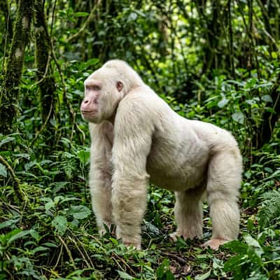 Albino Gorilla