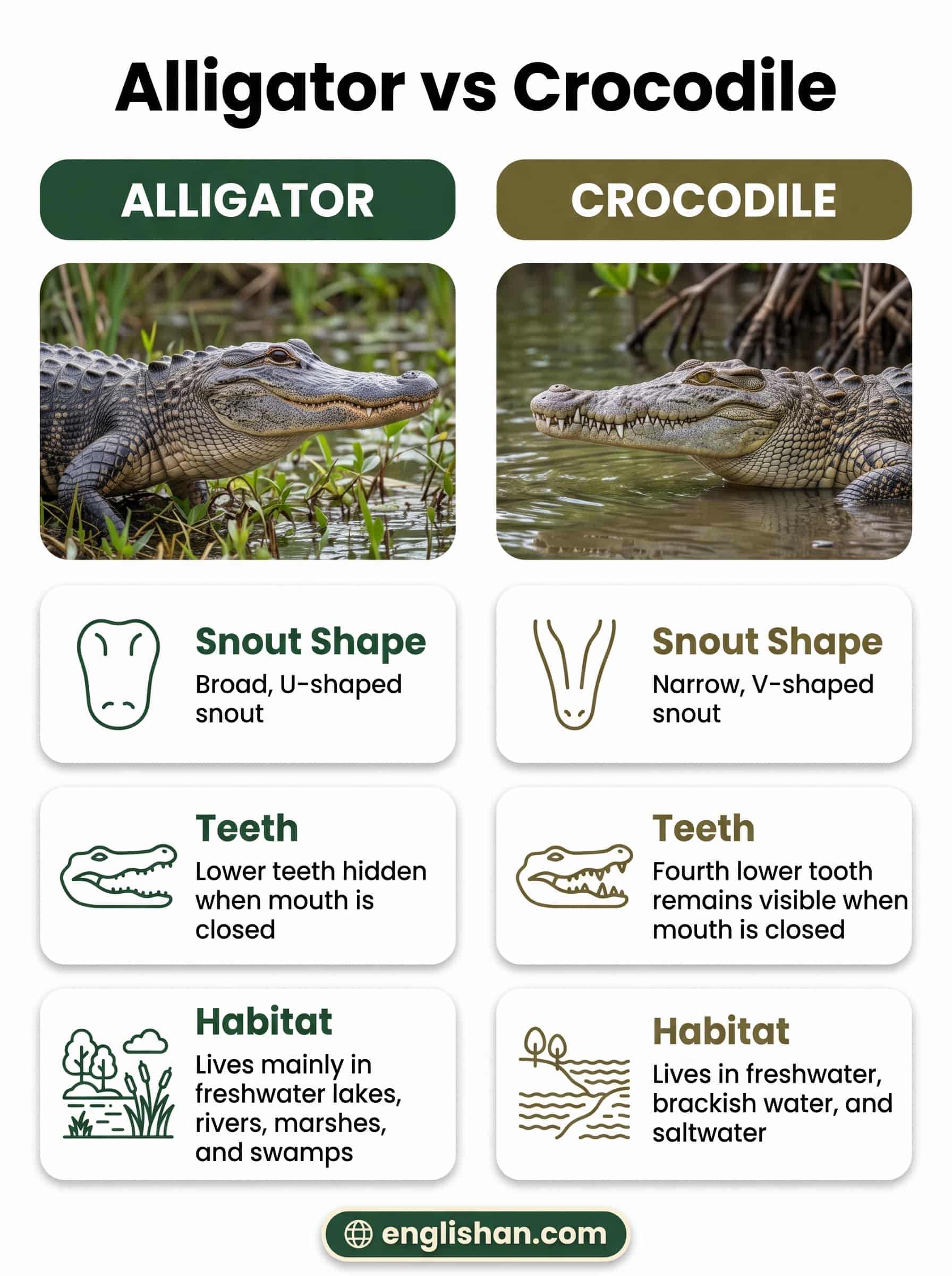 Alligator vs Crocodile with American alligator and Nile crocodile shown side by side.