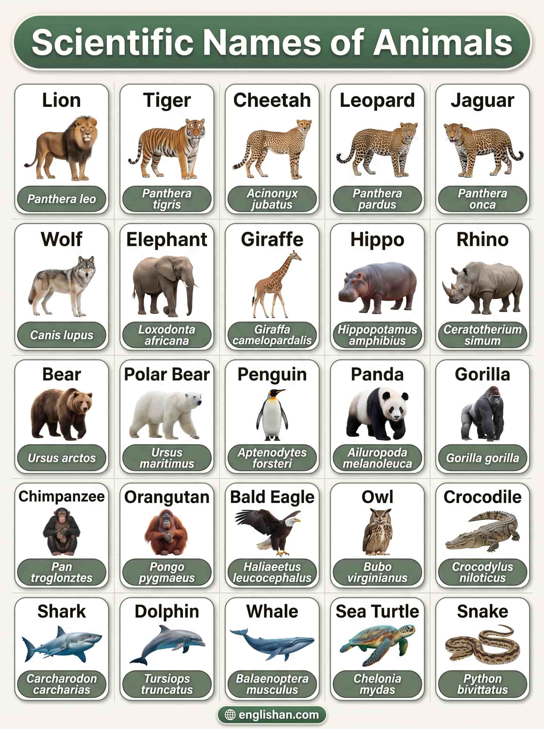 Animals and their scientific names featuring lion, tiger, elephant, and other wildlife species.