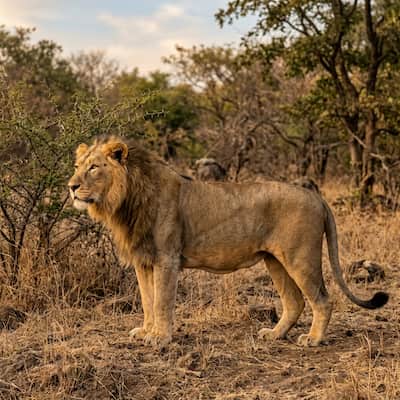 Asiatic Lion