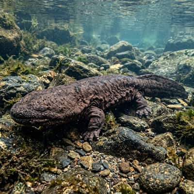 Chinese giant salamander