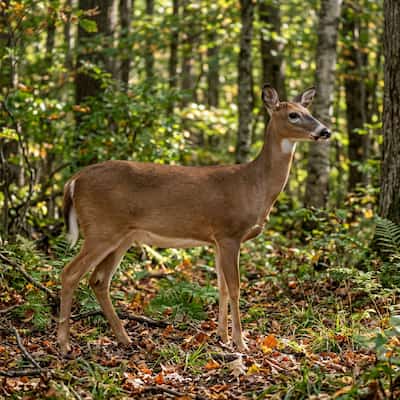 Deer