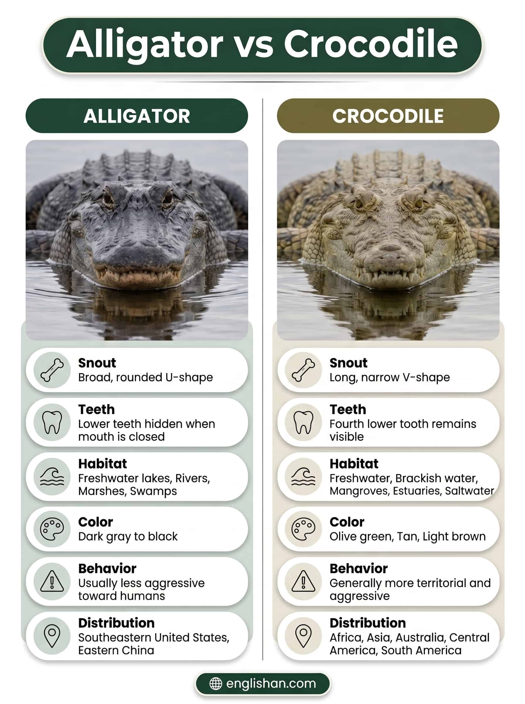 Differences between alligators and crocodiles shown with an American alligator and Nile crocodile side by side.