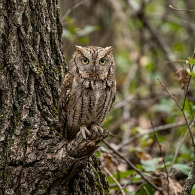 Eastern Screech Owl