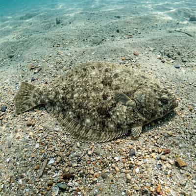 Flounder