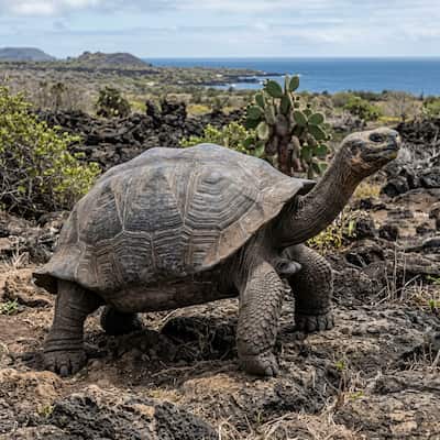 Galápagos Giant Tortoise