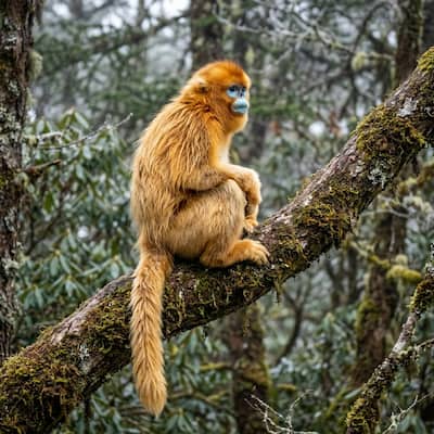 Golden Snub-Nosed Monkey