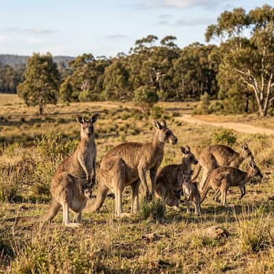Kangaroos — A Mob