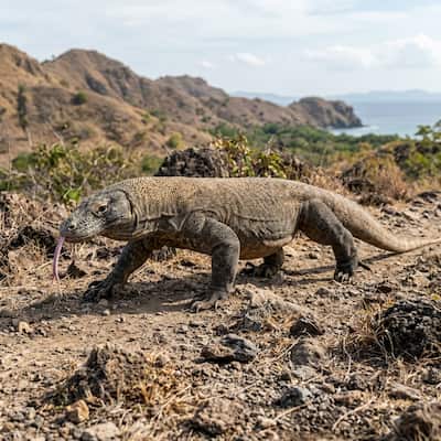 Komodo dragon