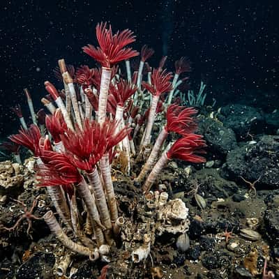 Lamellibrachia Tube Worm