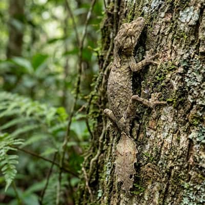 Leaf-Tailed Gecko