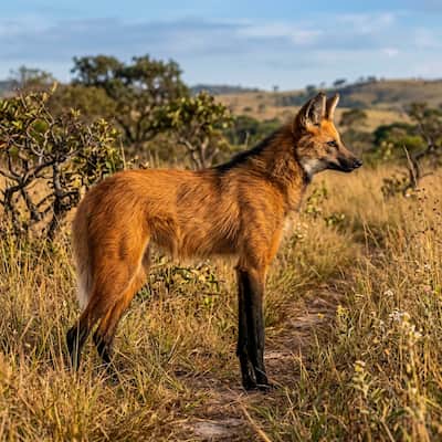 Maned wolf