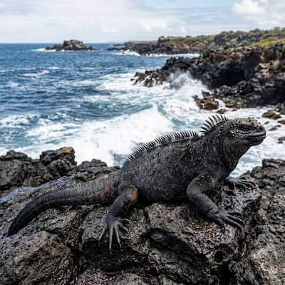 Marine Iguana