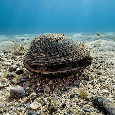 Ocean Quahog Clam