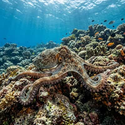 Octopus