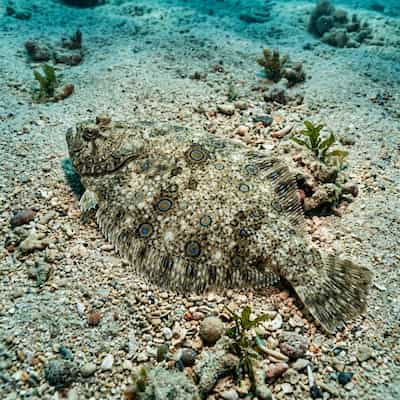 Peacock Flounder