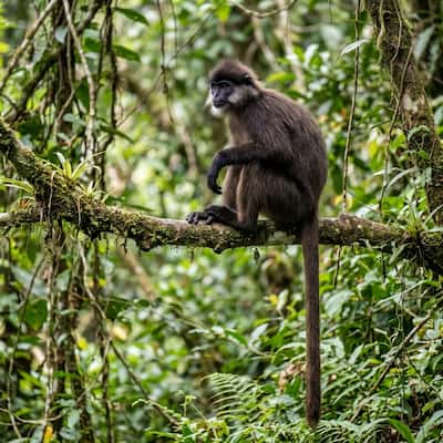 Purple-faced langur