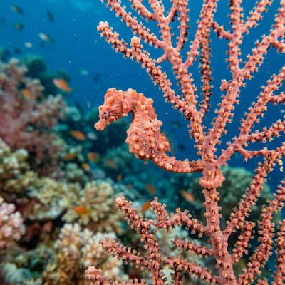 Pygmy Seahorse