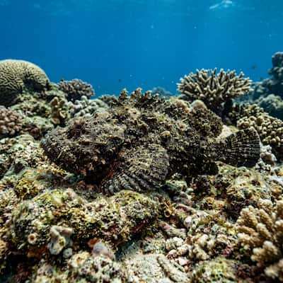 Stonefish