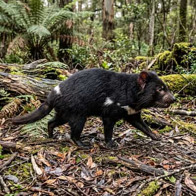 Tasmanian Devil