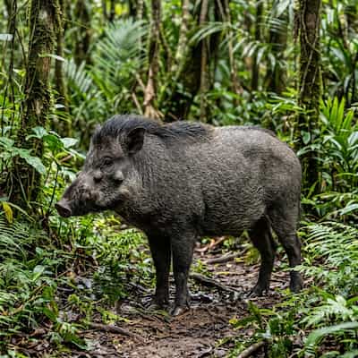 Visayan warty pig