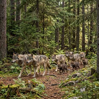 Wolves — A Pack