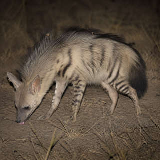 Aardwolf