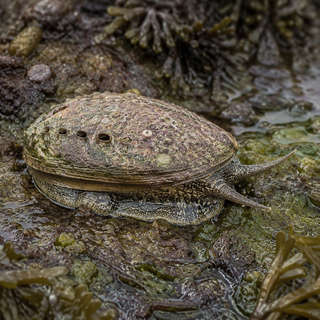 Abalone