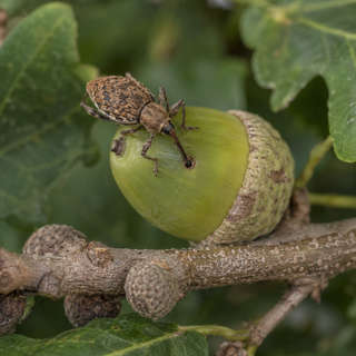 Acorn Weevil